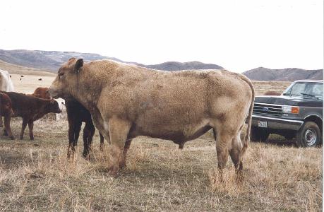 Caleb, fullblood beefalo